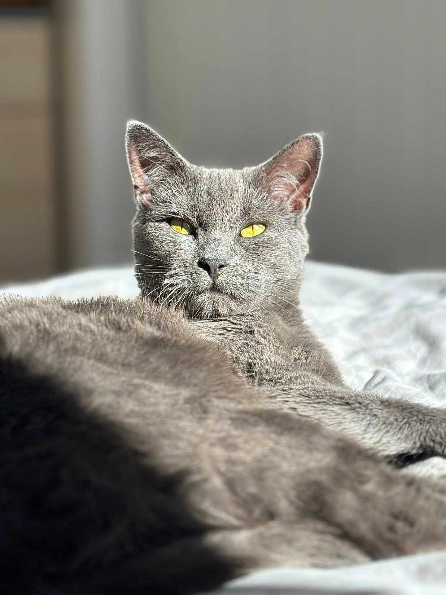 Loki is registered to the contest to win money with this photo: cat, gray_cat, feline, yellow_eyes, relaxed, sunlight, indoor, pet, fur, whiskers, portrait, animal, sleepy, closeup, soft_bedding, cute, domestic_cat, resting, cozy, calm