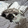 Loki is registered to the contest to win money with this photo: cat, feline, pet, animal, bed, blanket, fur, whiskers, yellow_eyes, relaxed, indoor, cozy, sunlight, soft, sleepy, cute, fluffy, resting, domestic, comfort