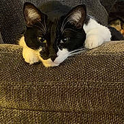 Uggo is registered to the contest to win money with this photo: animal, black_and_white, cat, close_up, couch, cozy, domestic, ears, feline, fur, home, indoor, lazy, looking, paws, pet, relaxed, resting, texture, whiskers