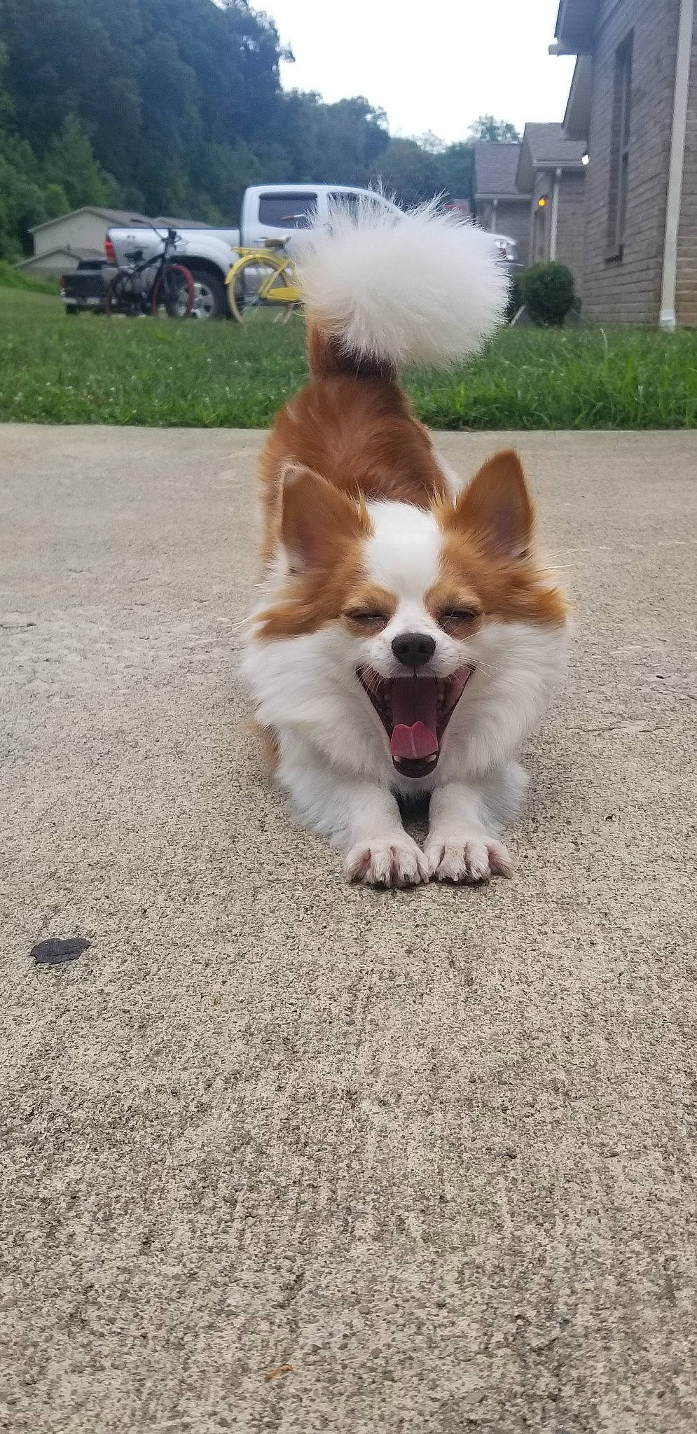 Taquito is registered to the contest to win money with this photo: canidae, carnivore, companion_dog, dog, dog_breed, elo, fawn, icelandic_sheepdog, mammal, papillon, pomeranian, sporting_group, tail, vertebrate