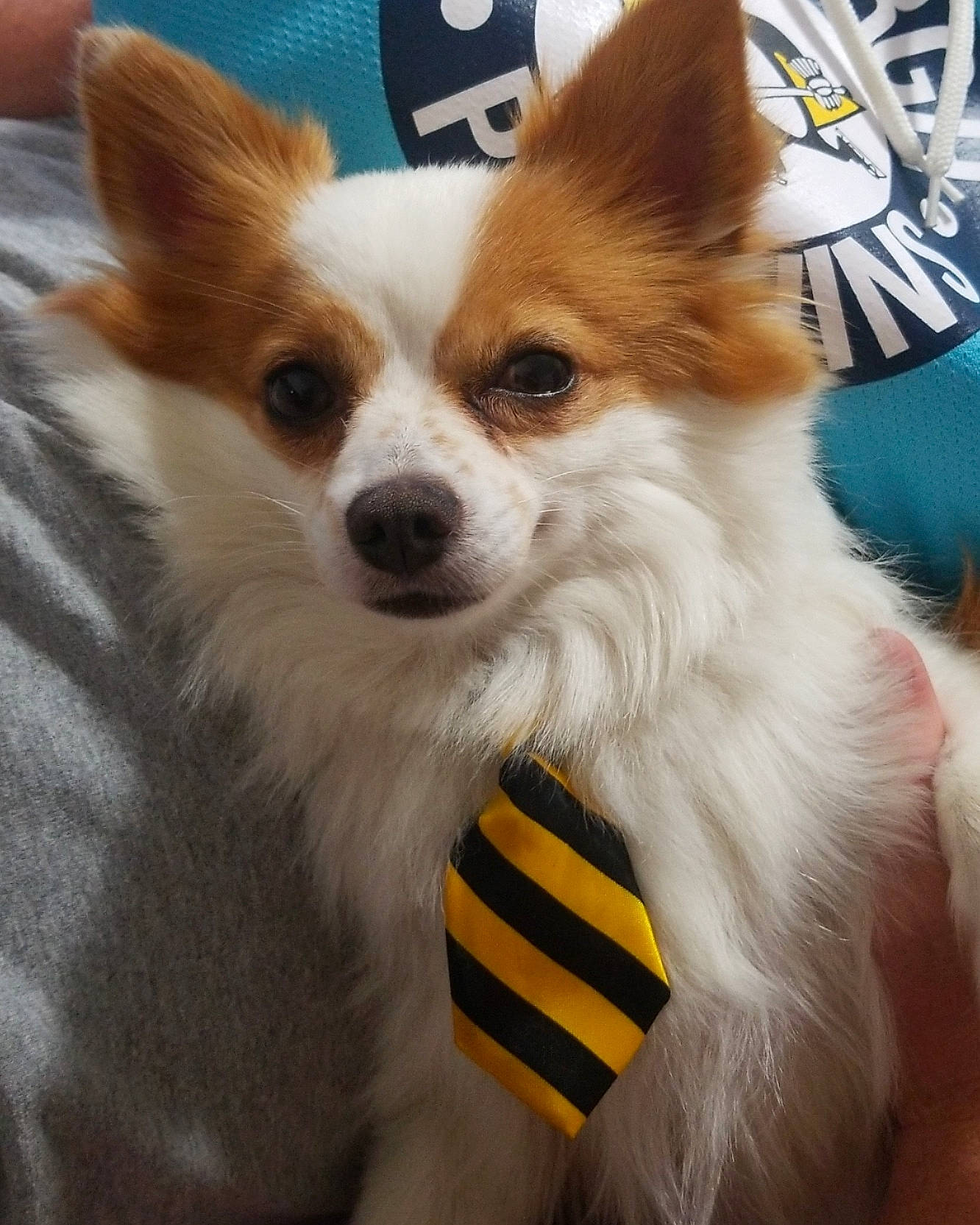 Taquito joined the competition — help win amazing prizes! ancient_dog_breeds, canidae, carnivore, companion_dog, dog, dog_breed, fawn, german_spitz_mittel, mammal, papillon, pomeranian, puppy, rare_breed_dog, snout, spaniel, sporting_group, toy_dog, vertebrate, whiskers