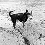 dog, chihuahua, small_dog, beach, sand, harness, pet, standing, paws, muzzle, whiskers, wet_fur, black_and_white, texture, footprints, portrait, outdoor, coastline, animal, single_animal