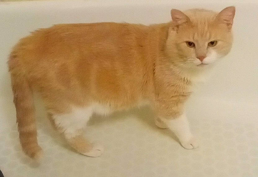 Casper is registered to the contest to win money with this photo: carnivore, cat, claw, domestic_short_haired_cat, felidae, flooring, fur, paw, small_to_medium_sized_cats, tail, terrestrial_animal, whiskers, wood