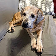 Brownie joined the competition — help win amazing prizes! dog, senior_dog, couch, pillow, indoor, pet, relaxed, fur, brown_fur, white_fur, animal, canine, resting, comfortable, domestic, companion, home, living_room, close_up, laying_down