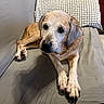 dog, senior_dog, couch, pillow, indoor, pet, relaxed, fur, brown_fur, white_fur, animal, canine, resting, comfortable, domestic, companion, home, living_room, close_up, laying_down