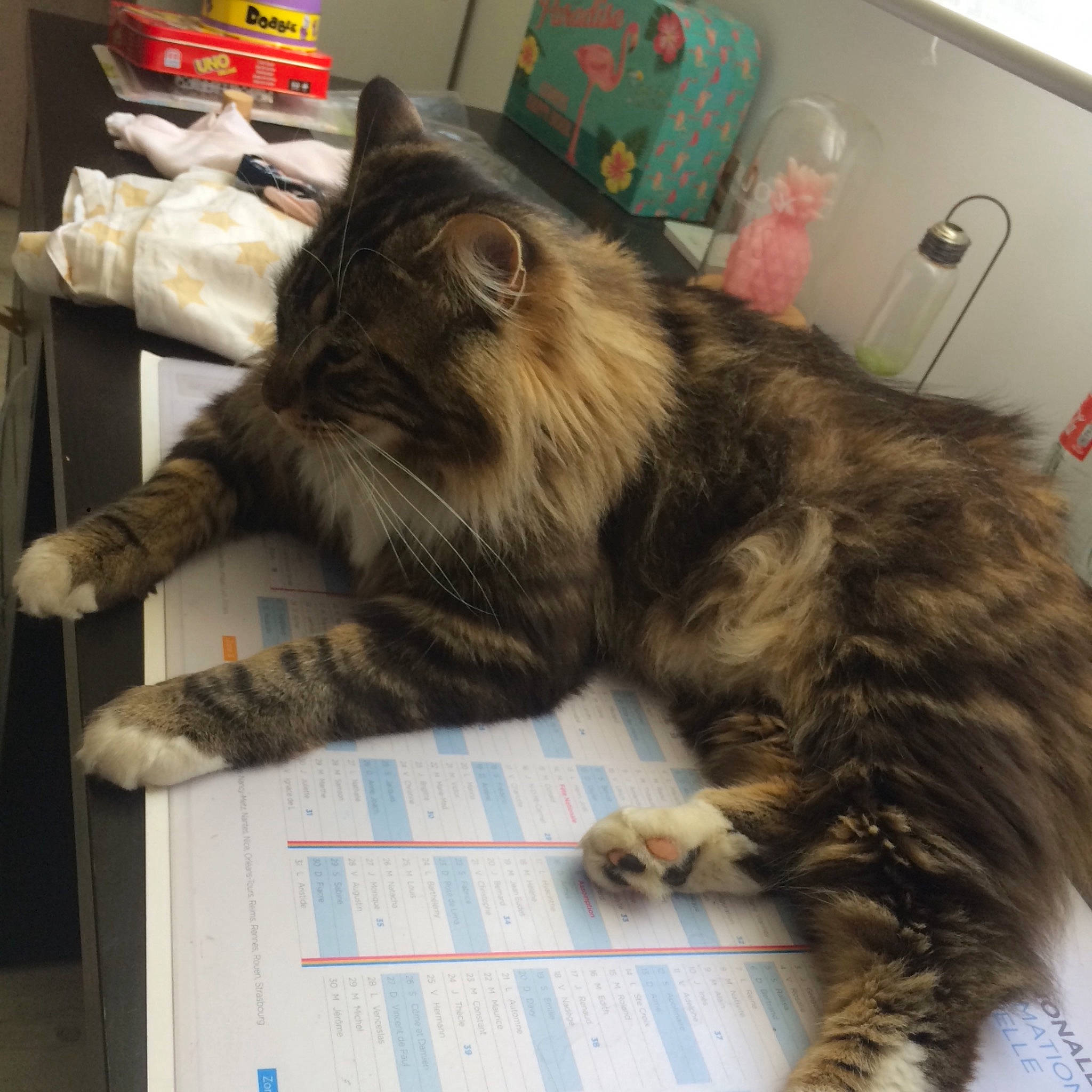 Oréo participe au concours pour gagner de l'argent avec cette photo : carnivore, cat, claw, domestic_long_haired_cat, domestic_short_haired_cat, dragon_li, european_shorthair, felidae, kitten, kurilian_bobtail, maine_coon, mammal, norwegian_forest_cat, paw, siberian, small_to_medium_sized_cats, tabby_cat, tail, whiskers, wild_cat