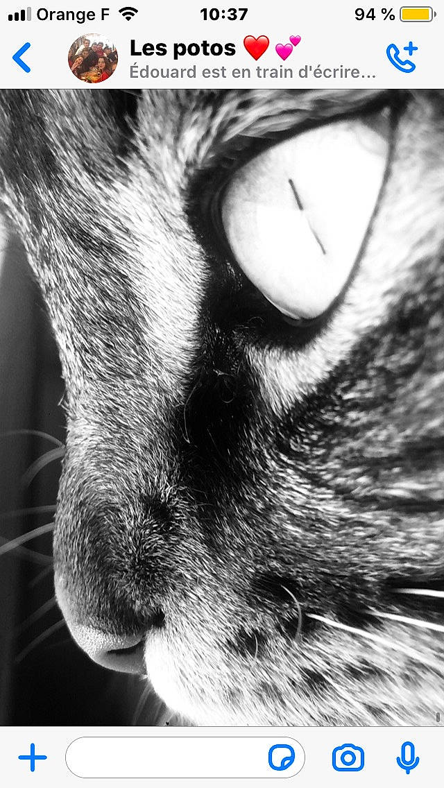 Oréo participe au concours pour gagner de l'argent avec cette photo : black_and_white, carnivore, cat, close_up, eye, felidae, fur, iris, nose, ojos_azules, organ, photo_caption, photography, small_to_medium_sized_cats, snout, whiskers