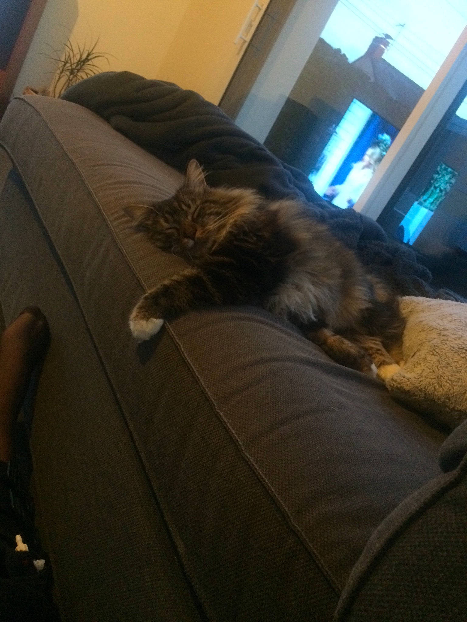 Oréo participe au concours pour gagner de l'argent avec cette photo : bed, carnivore, cat, comfort, couch, felidae, fur, furniture, kitten, linens, nap, room, small_to_medium_sized_cats, whiskers