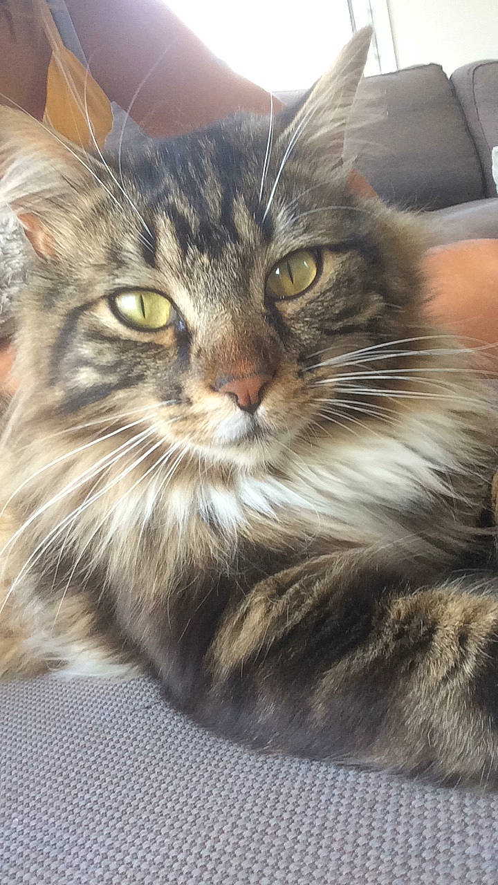 Oréo participe au concours pour gagner de l'argent avec cette photo : american_curl, asian, british_semi_longhair, carnivore, cat, domestic_long_haired_cat, domestic_short_haired_cat, european_shorthair, felidae, fur, kitten, maine_coon, mammal, norwegian_forest_cat, pixie_bob, siberian, small_to_medium_sized_cats, tabby_cat, vertebrate, whiskers