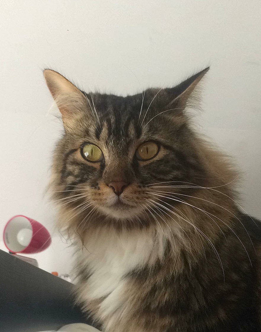 Oréo participe au concours pour gagner de l'argent avec cette photo : asian, asian_semi_longhair, british_semi_longhair, carnivore, cat, domestic_long_haired_cat, domestic_short_haired_cat, european_shorthair, eye, felidae, fur, kitten, maine_coon, mammal, norwegian_forest_cat, ragamuffin, siberian, small_to_medium_sized_cats, tabby_cat, whiskers