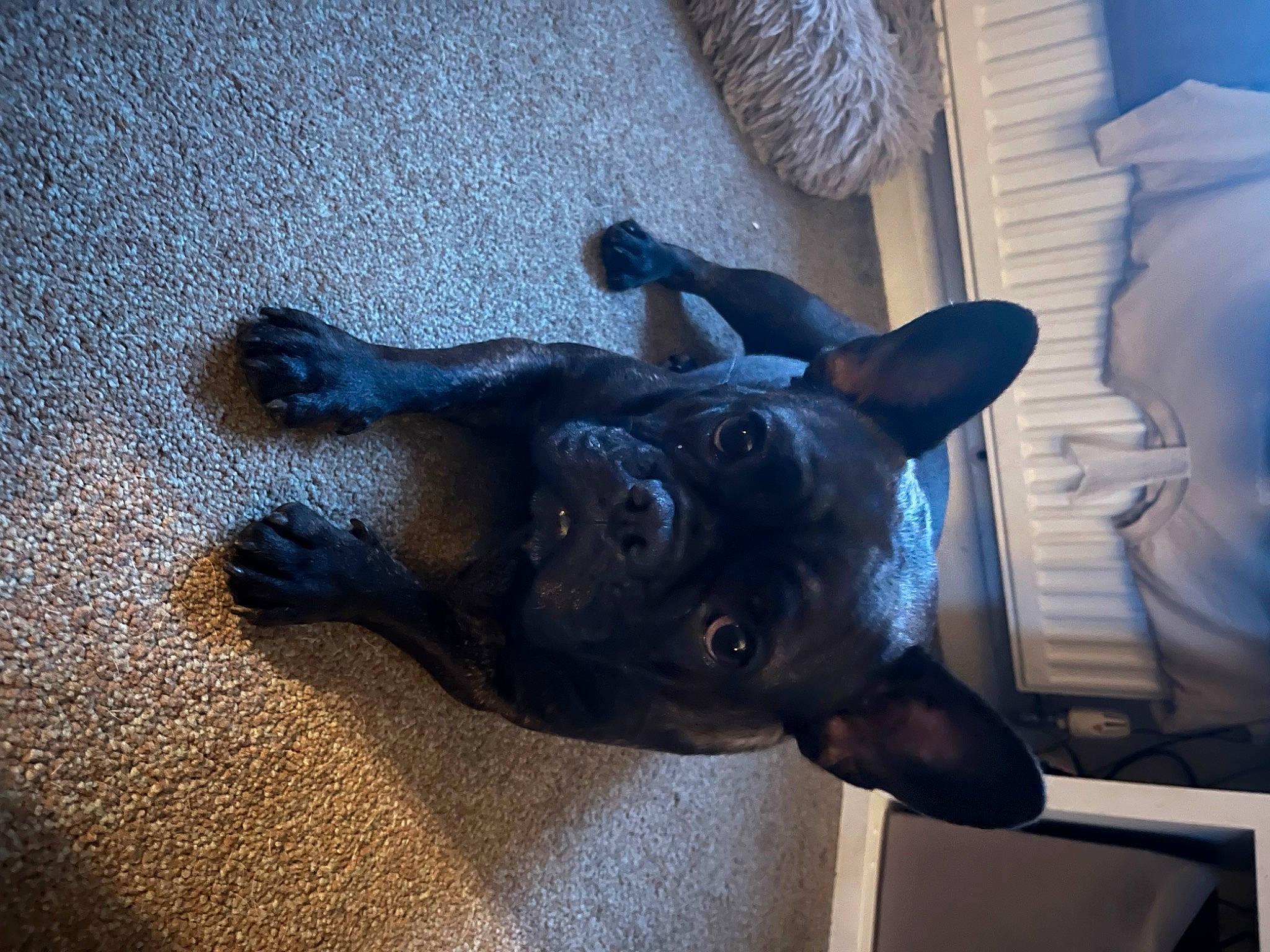 Grace is registered to the contest to win money with this photo: art, canidae, carnivore, companion_dog, dog, dog_breed, ear, electric_blue, fawn, felidae, guard_dog, sculpture, small_to_medium_sized_cats, snout, sporting_group, tail, terrestrial_animal, whiskers, wood, working_animal