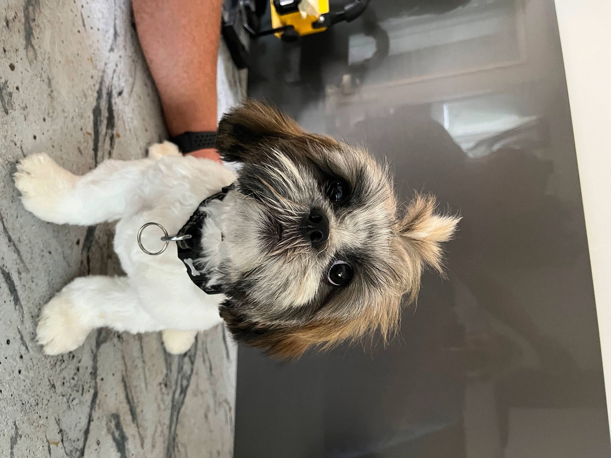 Chewy is registered to the contest to win money with this photo: canidae, carnivore, companion_dog, dog, dog_breed, dog_clothes, dog_supply, fawn, felidae, fur, non_sporting_group, paw, small_terrier, small_to_medium_sized_cats, snout, sporting_group, tail, terrier, toy_dog, working_animal