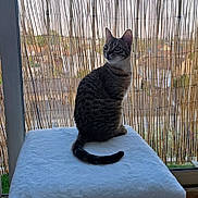 Hornet a rejoint le concours — aidez-le/la à gagner de superbes lots ! cat, tabby_cat, pet, indoor, cube, white_fabric, bamboo_screen, window, curious, animal, feline, domestic_cat, sitting, tail, looking_away, natural_light, home, cozy, quiet, daylight