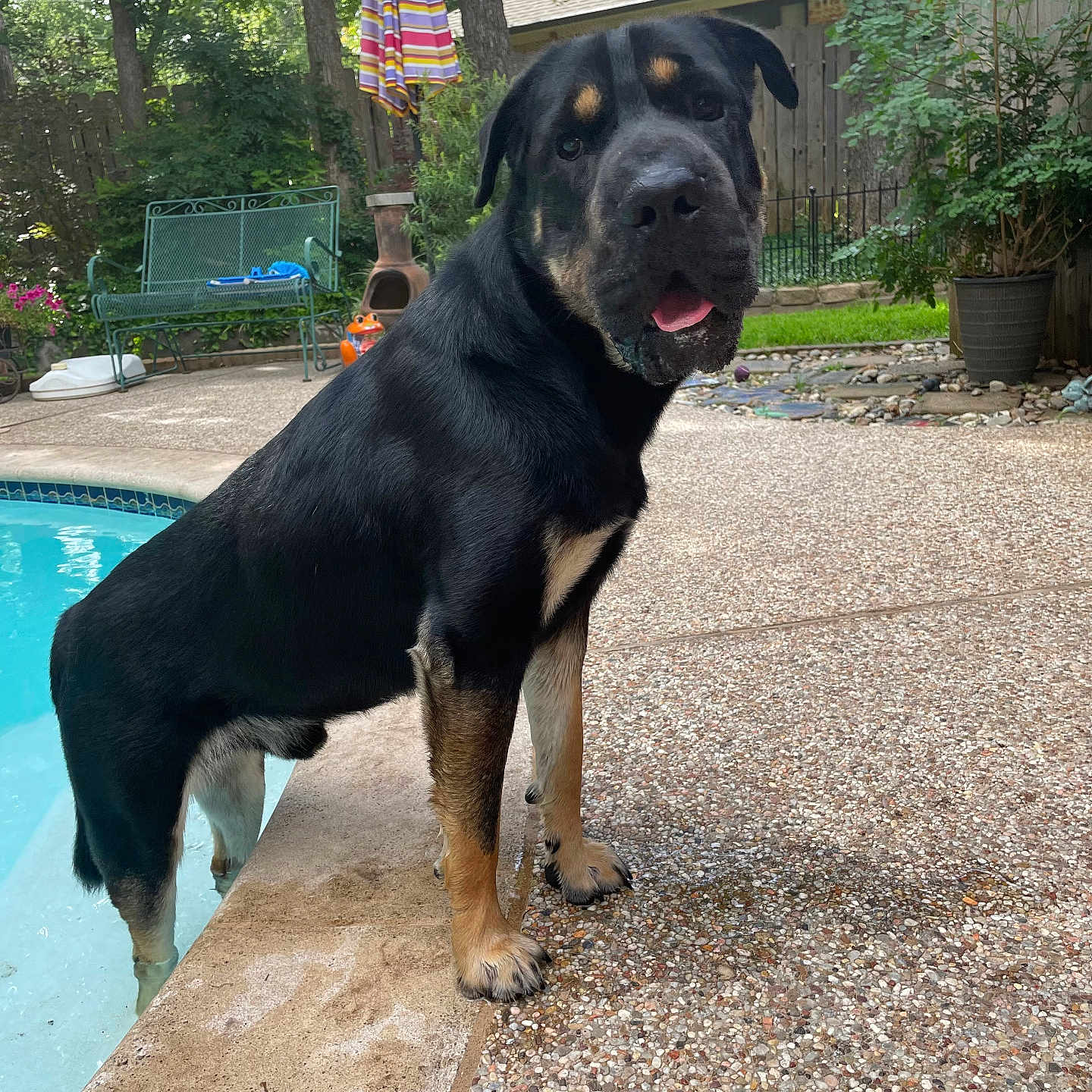 Buddy is registered to the contest to win money with this photo: animal, architecture, backyard, building, grass, jar, nature, outdoors, plant, planter, pool, pottedplant, pottery, shelter, slate, summer, tree, vase, water, yard