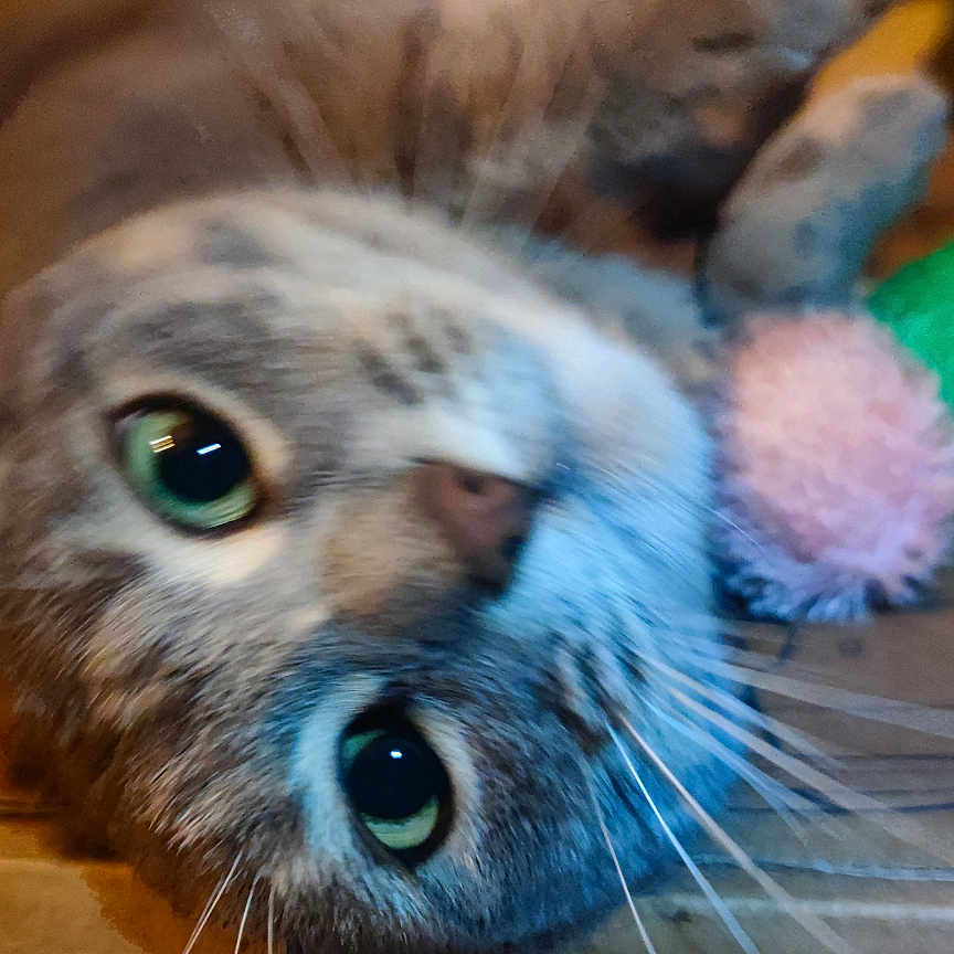 Steffie