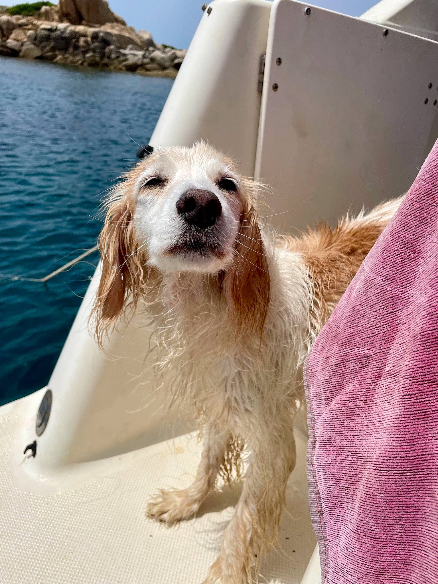 Lilou a rejoint le concours — aidez-le/la à gagner de superbes lots ! boat, canidae, carnivore, companion_dog, dog, dog_breed, dog_collar, fur, gun_dog, lake, ocean, sea, sky, snout, spaniel, sporting_group, water, working_animal