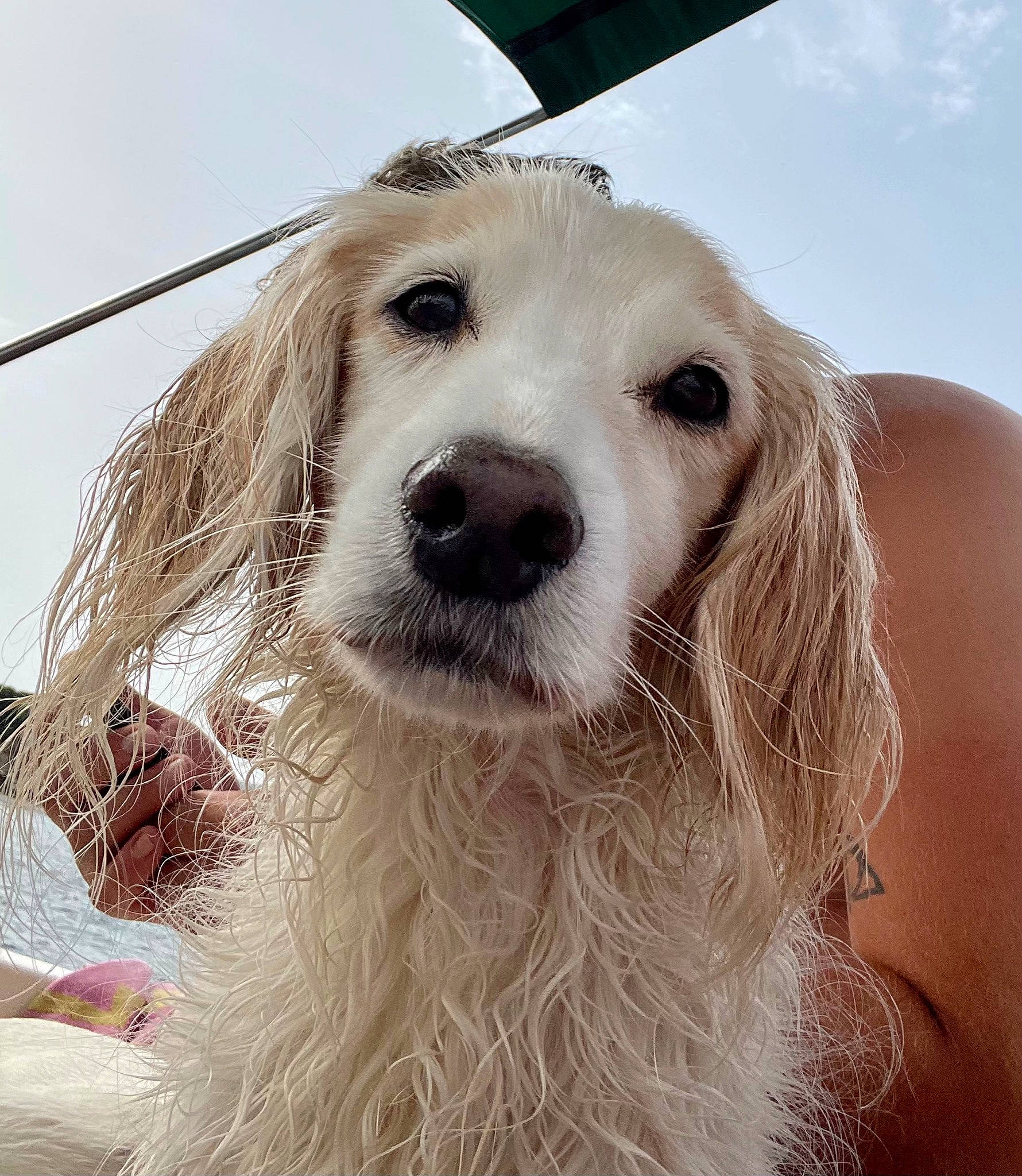 Lilou participe au concours pour gagner de l'argent avec cette photo : blond, canidae, carnivore, companion_dog, dog, dog_breed, dog_collar, ear, eyewear, fawn, fur, gun_dog, happy, iris, liver, sky, snout, sporting_group, whiskers, working_animal