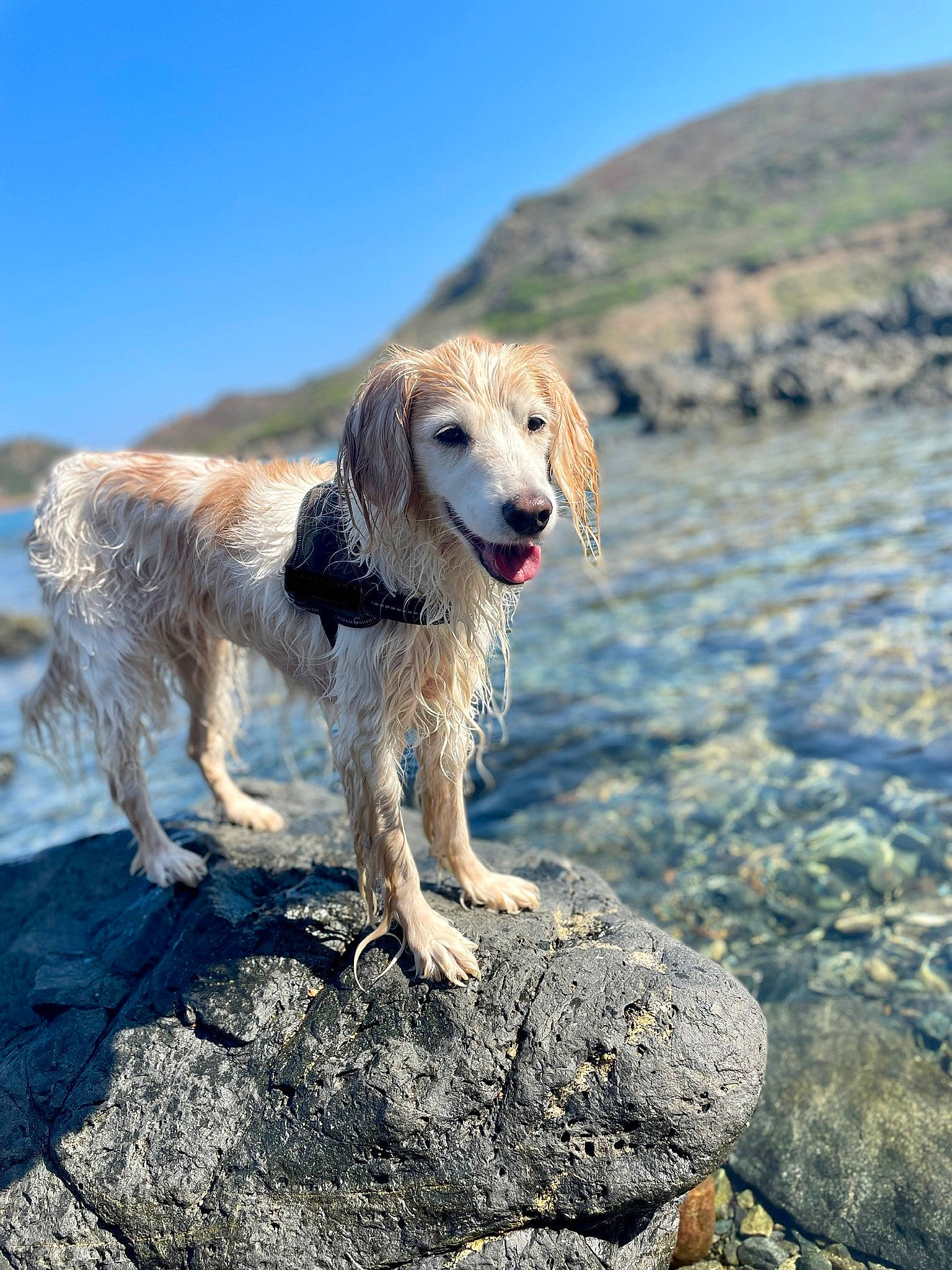 Lilou a rejoint le concours — aidez-le/la à gagner de superbes lots ! beach, bedrock, body_of_water, carnivore, coast, companion_dog, dog, dog_breed, fawn, hill, horizon, landscape, mountain, ocean, retriever, rock, sand, sky, soil, water