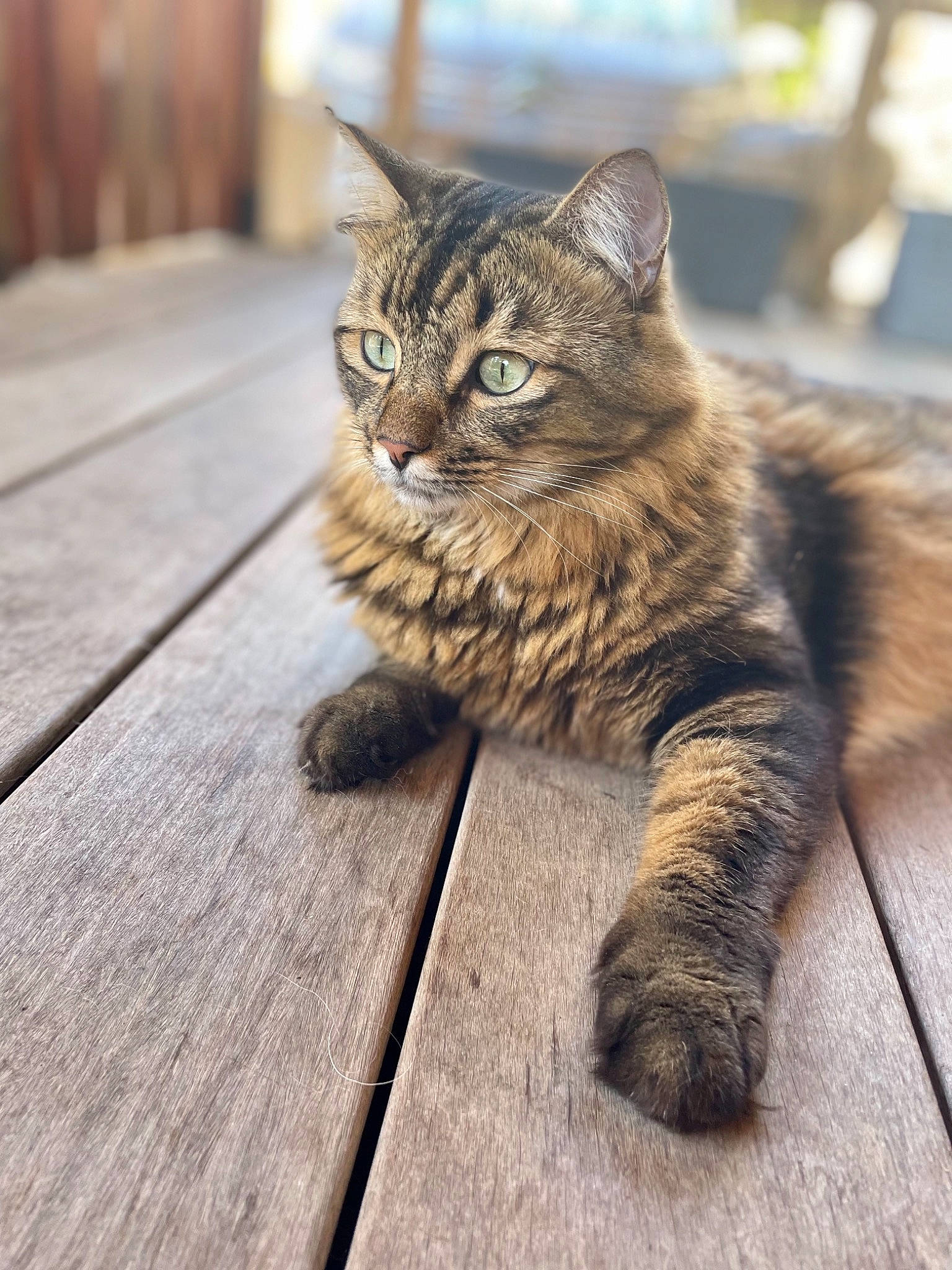 Kovu a rejoint le concours — aidez-le/la à gagner de superbes lots ! carnivore, cat, domestic_short_haired_cat, eye, fawn, felidae, flooring, fur, hardwood, plank, road_surface, sitting, small_to_medium_sized_cats, snout, tail, terrestrial_animal, tree, whiskers, window, wood