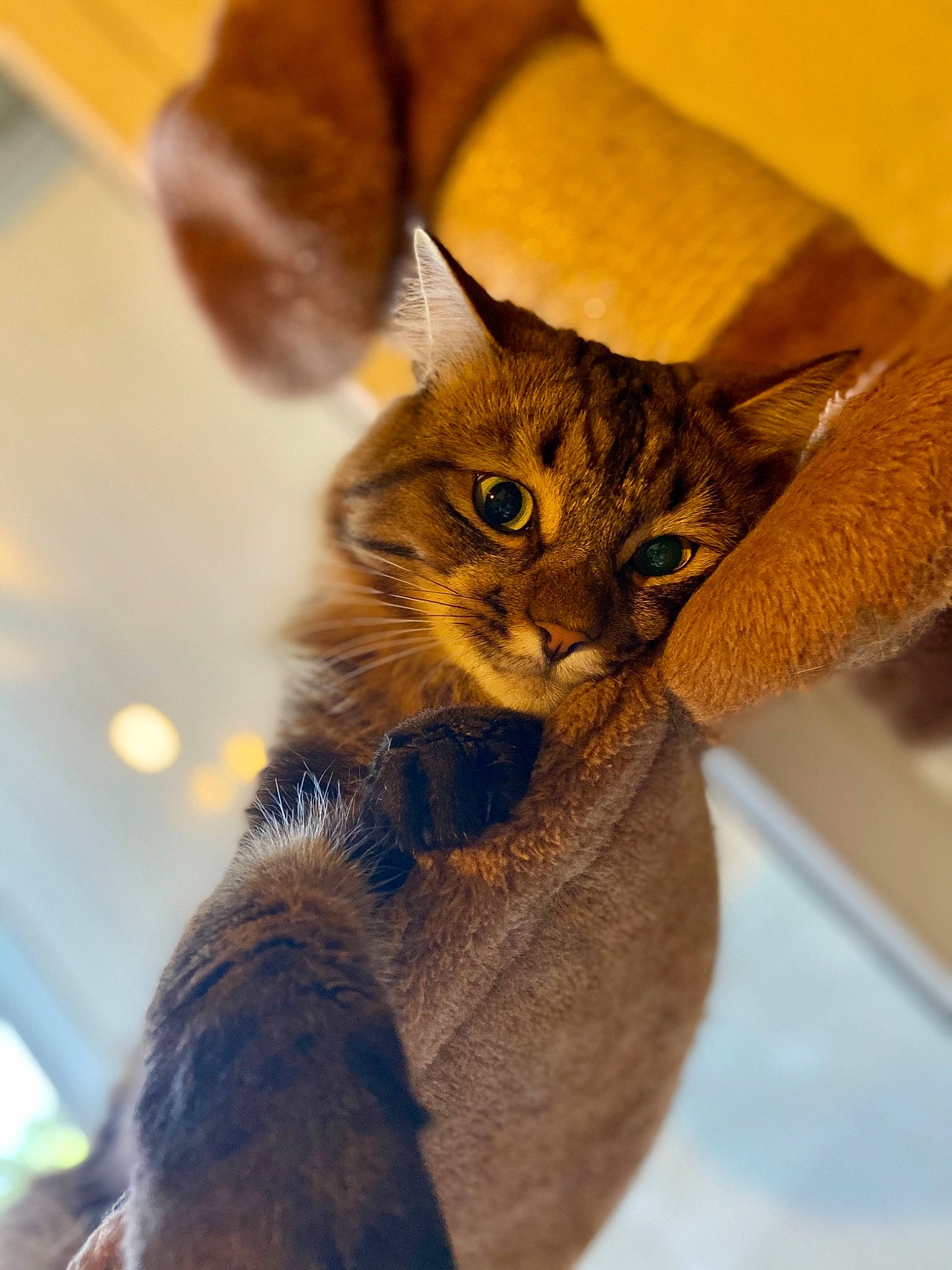 Kovu participe au concours pour gagner de l'argent avec cette photo : carnivore, cat, claw, domestic_short_haired_cat, ear, fawn, felidae, fur, gesture, human_body, paw, small_to_medium_sized_cats, snout, tail, whiskers, window