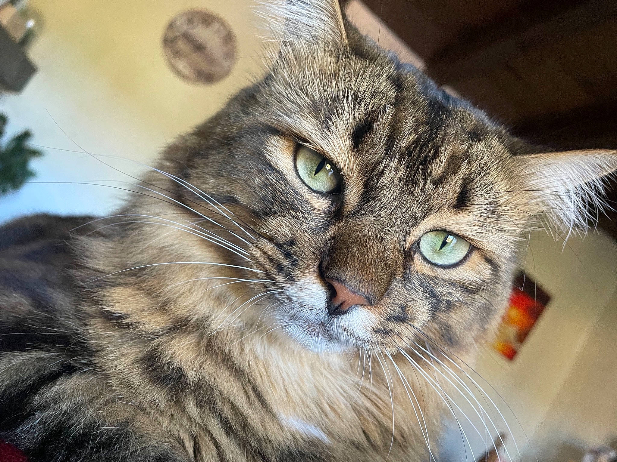 Kovu participe au concours pour gagner de l'argent avec cette photo : carnivore, cat, domestic_short_haired_cat, eye, felidae, fur, paw, siberian, small_to_medium_sized_cats, snout, terrestrial_animal, tree, whiskers, wildlife, window