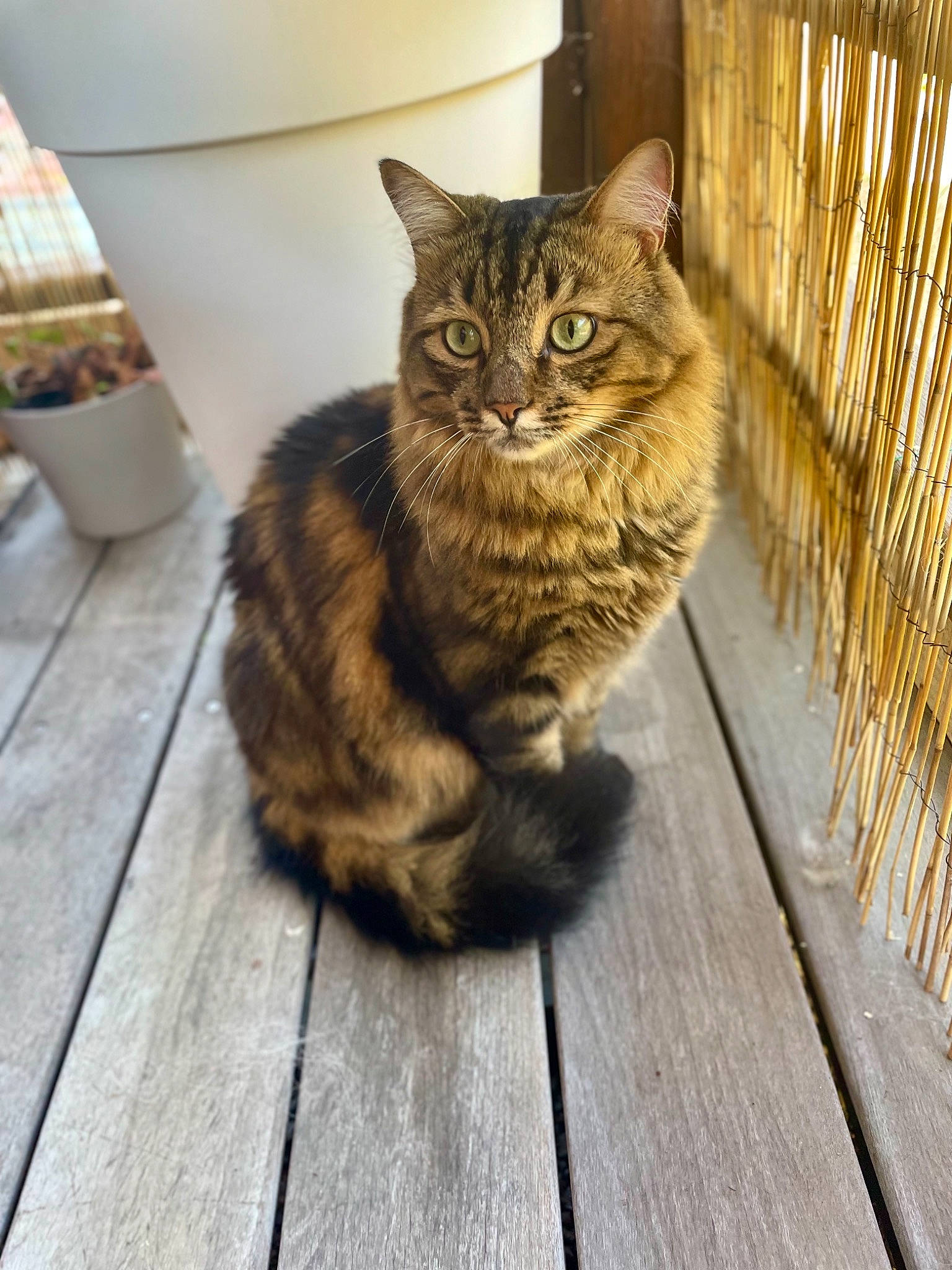 Kovu a rejoint le concours — aidez-le/la à gagner de superbes lots ! carnivore, cat, cup, domestic_short_haired_cat, fawn, felidae, flooring, fur, hardwood, mixing_bowl, paper_towel, paw, sitting, small_to_medium_sized_cats, snout, tail, terrestrial_animal, whiskers, wildlife, wood