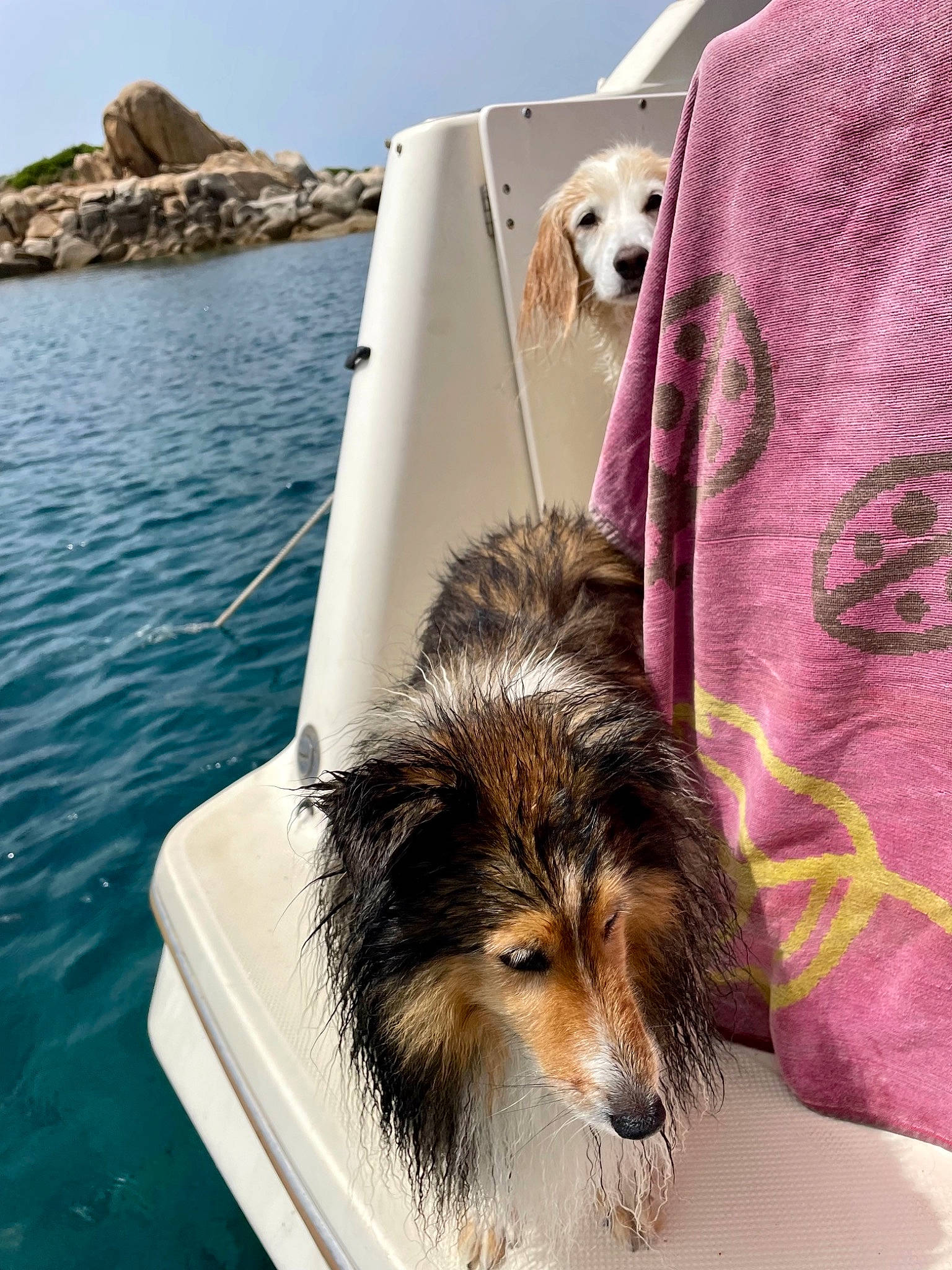 Galaxy participe au concours pour gagner de l'argent avec cette photo : canidae, carnivore, comfort, companion_dog, dog, dog_breed, fur, lake, leisure, mammal, ocean, recreation, sitting, sky, sporting_group, travel, vertebrate, water, whiskers, wind