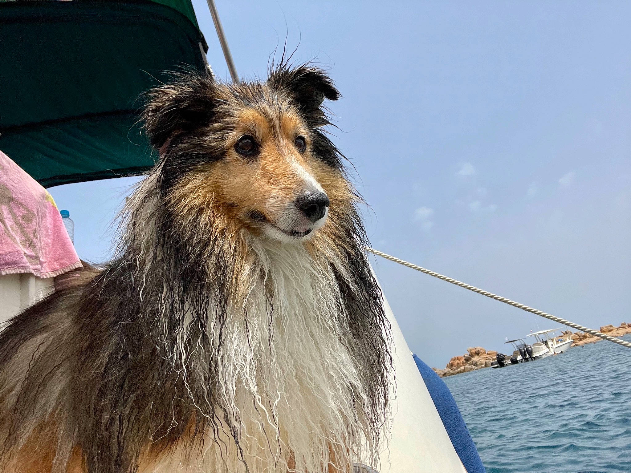Galaxy a rejoint le concours — aidez-le/la à gagner de superbes lots ! canidae, carnivore, cloud, companion_dog, dog, dog_breed, event, fur, giant_dog_breed, lake, ocean, shetland_sheepdog, sky, sporting_group, terrestrial_animal, umbrella, water, whiskers, wood, working_animal