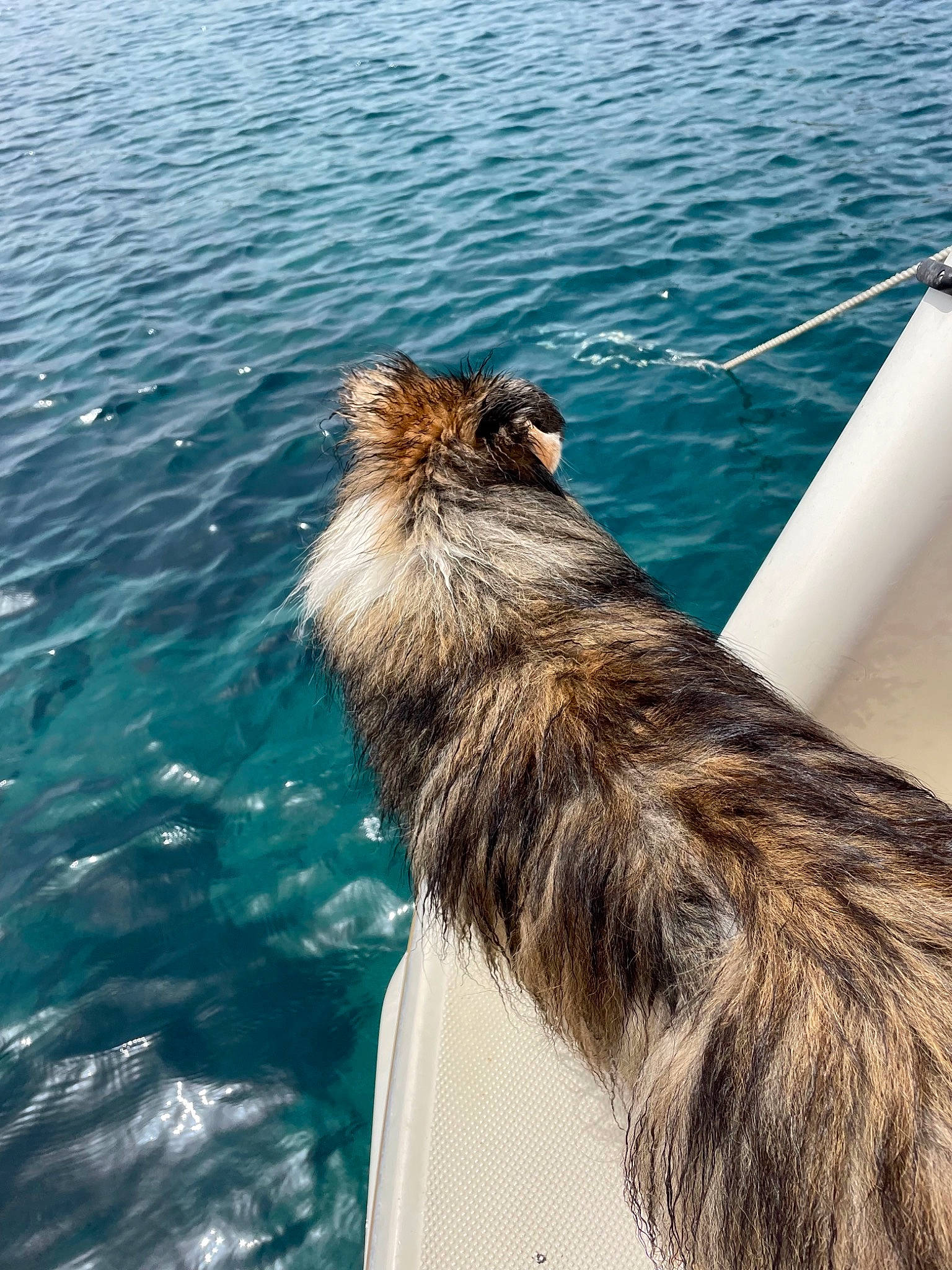 Galaxy participe au concours pour gagner de l'argent avec cette photo : boats_and_boating_equipment_and_supplies, canidae, carnivore, dog_breed, fawn, fur, lake, marine_mammal, ocean, sea, seal, snout, sporting_group, steller_sea_lion, tail, tropics, water, whiskers, wildlife, wing