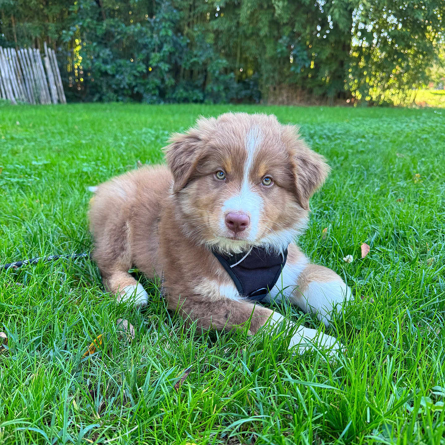 Charly a rejoint le concours — aidez-le/la à gagner de superbes lots ! animal, ball, canine, dog, field, football, grass, grassland, green, lawn, nature, outdoors, pet, plant, puppy, soccer, soccerball, sport, tennis, vegetation