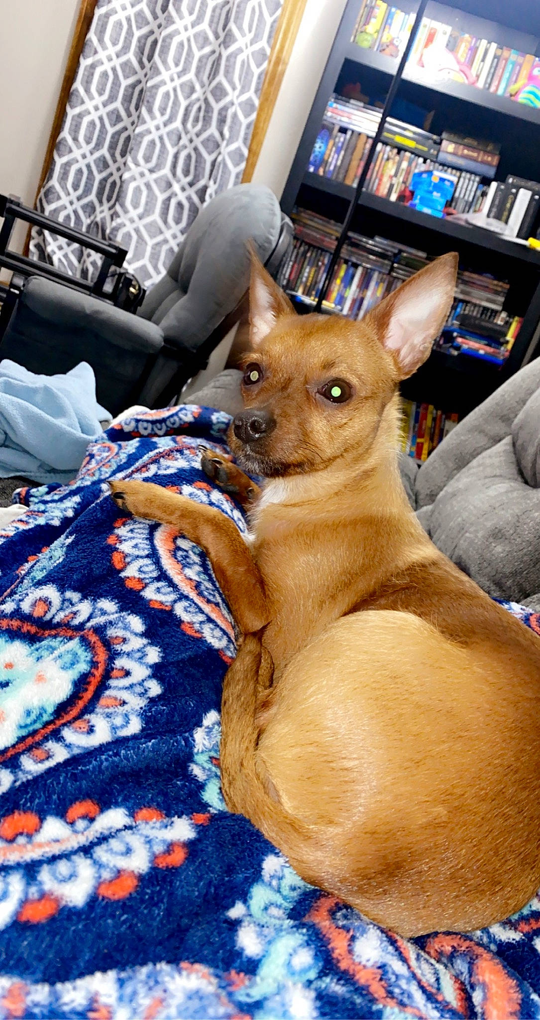 Bella joined the competition — help win amazing prizes! bookcase, canidae, carnivore, comfort, companion_dog, dog, dog_breed, fawn, flooring, fur, furniture, linens, pattern, picture_frame, shelf, snout, terrestrial_animal, toy_dog, whiskers, working_animal