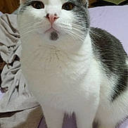 Kitkat joined the competition — help win amazing prizes! cat, pet, animal, indoor, white, gray, feline, fur, whiskers, ears, eyes, pink_nose, bed, blanket, wooden_wall, curious, cute, domestic, sitting, closeup