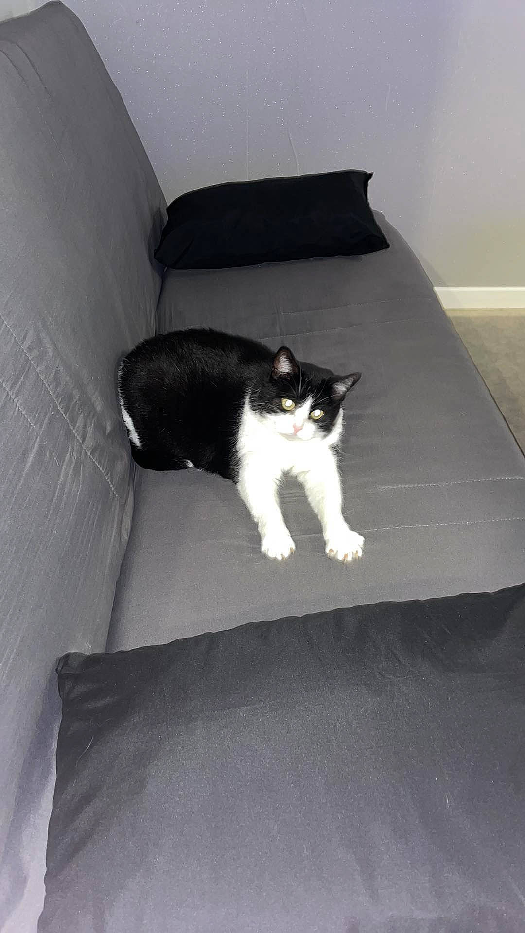 Dora a rejoint le concours — aidez-le/la à gagner de superbes lots ! carnivore, cat, comfort, couch, domestic_short_haired_cat, felidae, floor, flooring, fur, furniture, grey, hardwood, linens, monochrome_photography, room, sitting, small_to_medium_sized_cats, tail, whiskers, wood