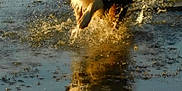 Ulky participe au concours pour gagner de l'argent avec cette photo : active, animal, black_and_white, daylight, dog, energetic, fur, happy, mammal, motion, nature, outdoor, playful, puddle, reflection, running, splashes, sunlight, water, wet