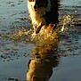 active, animal, black_and_white, daylight, dog, energetic, fur, happy, mammal, motion, nature, outdoor, playful, puddle, reflection, running, splashes, sunlight, water, wet