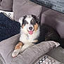 Ulky a rejoint le concours — aidez-le/la à gagner de superbes lots ! animal, blanket, canine, comfort, couch, cozy, cute, dog, domestic, fur, furniture, happy, home, indoor, living_room, pet, pillow, relaxing, smiling, tongue_out