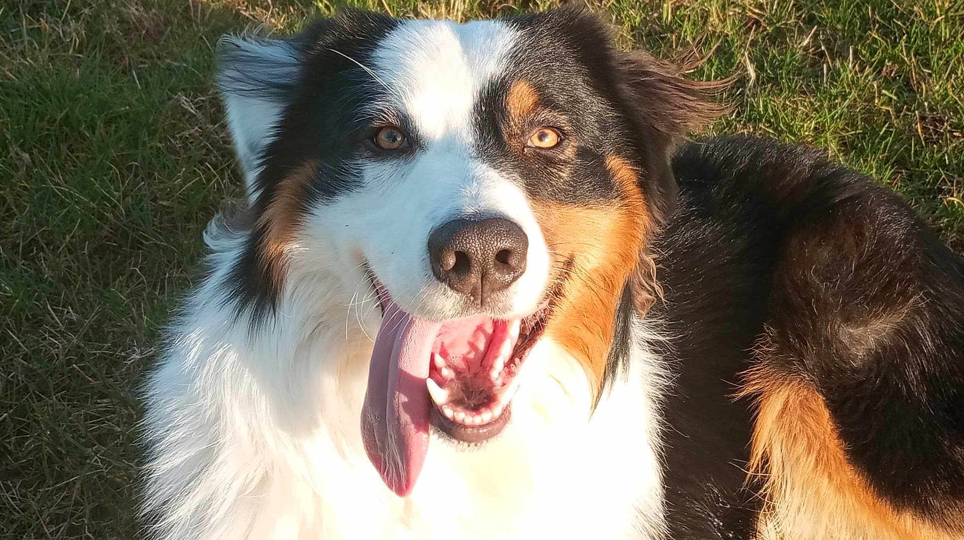 Ulky participe au concours pour gagner de l'argent avec cette photo : dog, happy, tongue_out, smiling, close_up, outdoor, grass, sunlight, pet, animal, fur, black, white, brown, ears, face, nose, eyes, portrait, canine