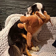 Ulky a rejoint le concours — aidez-le/la à gagner de superbes lots ! dog, stuffed_animal, toy, blanket, couch, indoor, cozy, knit, white, brown, black, fur, pet, animal, playful, sitting, cute, tricolor, wall, texture