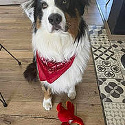 Ulky participe au concours pour gagner de l'argent avec cette photo : animal, bandana, black, brown_eyes, cozy, dog, ears, floor, fur, indoor, looking_up, patterned_tiles, pet, plush, red, sitting, toy, tricolor, white, wooden_floor