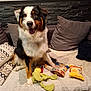 Ulky participe au concours pour gagner de l'argent avec cette photo : dog, tricolor, couch, pillows, dog_treats, toy, plush_toy, indoor, pet, happy, smiling, fur, sitting, home, cozy, blanket, brown, black, white, orange