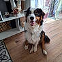 animal, curtains, decor, dog, ears, eyes, fluffy, fur, happy, indoor, light, mouth_open, pet, shelf, sitting, smiling, star_decorations, tail, tricolor, wooden_floor