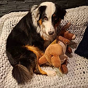 Ulky a rejoint le concours — aidez-le/la à gagner de superbes lots ! animal, black, blanket, brown, companion, couch, cozy, cute, dog, fur, indoor, knit, pet, plush, relaxed, snuggling, stuffed_toy, tan, toy, white