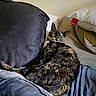 Willow a rejoint le concours — aidez-le/la à gagner de superbes lots ! cat, tortoiseshell_cat, pet, animal, bed, pillow, blanket, indoors, resting, feline, cozy, comfortable, fur, cute, relaxed, home, sleepy, domestic, soft, cute_pet