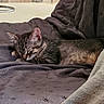 cat, tabby_cat, sleeping, blanket, cozy, indoor, feline, resting, fur, pet, soft_texture, stone_wall, relaxation, animal, domestic_cat, quiet, comfort, closeup, side_view, peaceful