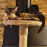 cat, tabby, sleeping, cat_tree, toy, fuzzy_ball, indoor, cozy, resting, feline, pet, fur, tail, paw, scratching_post, wooden_wall, furniture, relaxation, warm_lighting, domestic