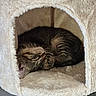 cat, kitten, sleeping, tabby, fur, pet, indoor, cozy, feline, resting, cat_house, soft, cute, animal, whiskers, paw, relax, home, cubby, furniture