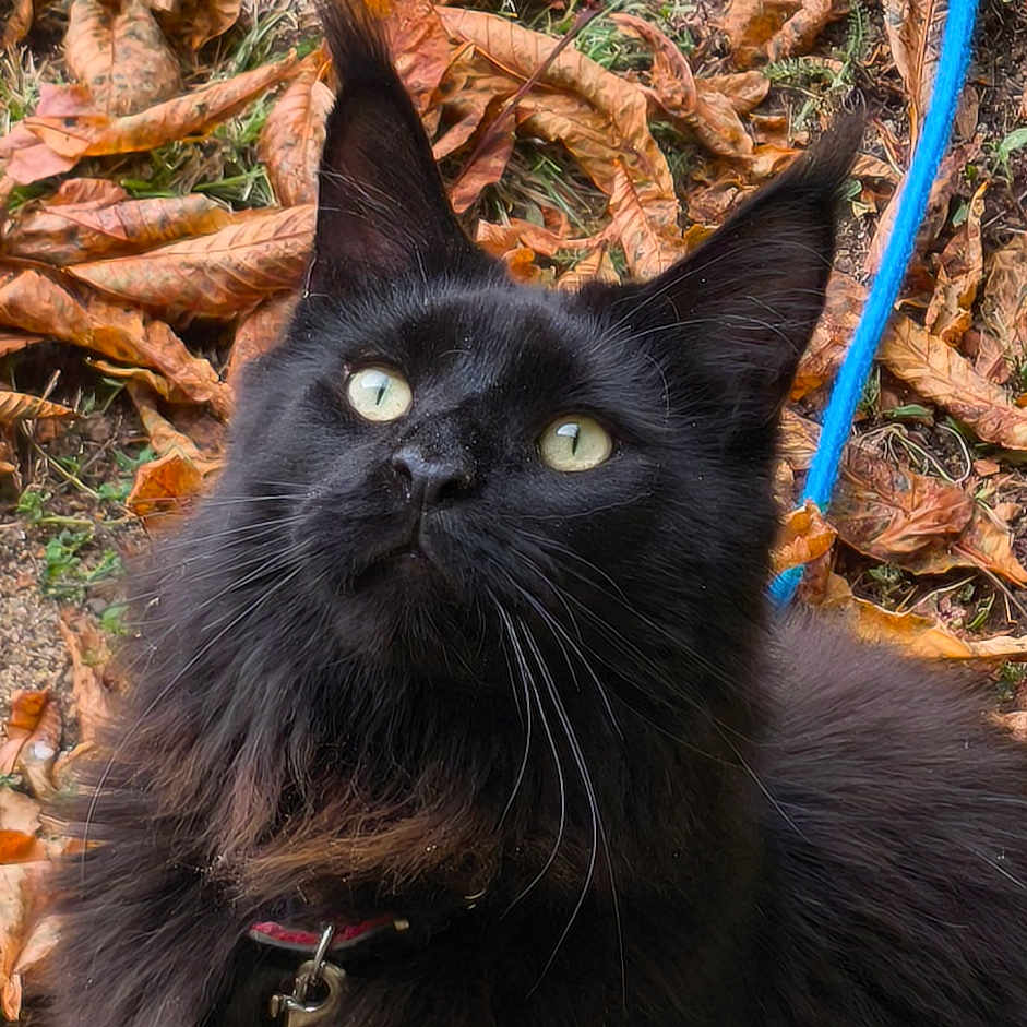 Magnifique Magnus a rejoint le concours — aidez-le/la à gagner de superbes lots ! animal, autumn, black_cat, cat, closeup, collar, curious, ears, eyes, feline, fur, grass, ground, leash, leaves, nature, outdoor, pet, playful, whiskers