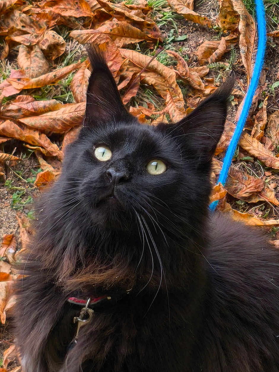 Magnifique Magnus a rejoint le concours — aidez-le/la à gagner de superbes lots ! cat, black_cat, animal, pet, outdoor, leaves, autumn, curious, feline, closeup, whiskers, collar, nature, ground, fur, eyes, ears, grass, playful, leash