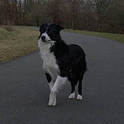 Wysky a rejoint le concours — aidez-le/la à gagner de superbes lots ! dog, black_and_white, road, outdoor, nature, grass, trees, animal, canine, walking, pavement, curious, alert, standing, fur, pet, autumn, leafless_trees, quiet, scenic