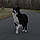 Wysky